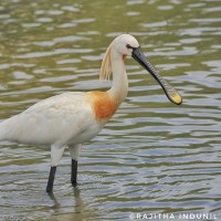 Platalea leucorodia Linnaeus, 1758